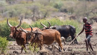 开云体育手机-世界赛场：非洲代表的“黑马”奇迹
